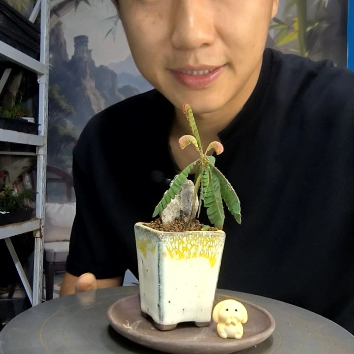 耐*中青园艺一物一拍213