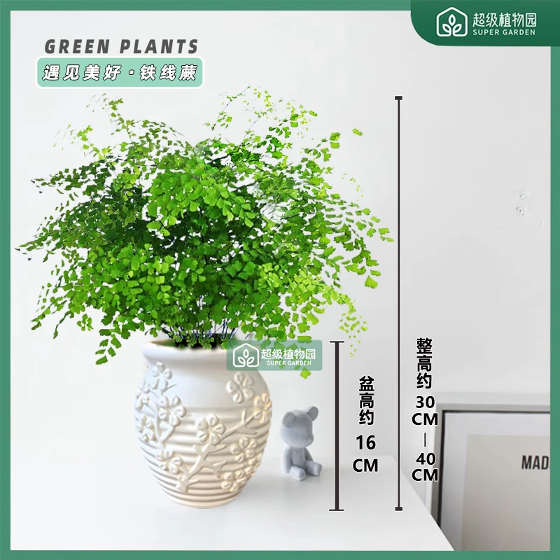 铁线蕨绿植盆栽室内净化空气绿植办公室植物耐阴好养四季