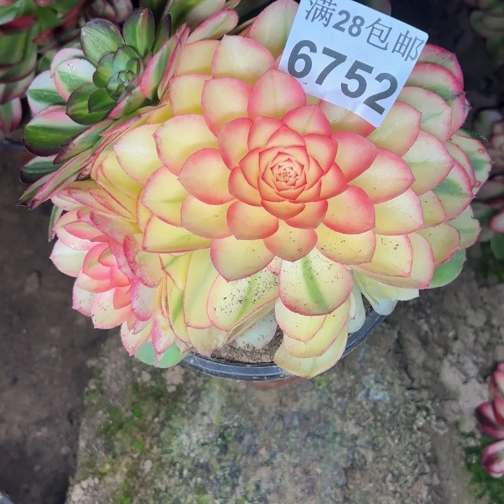 6792南荔枝多肉植物