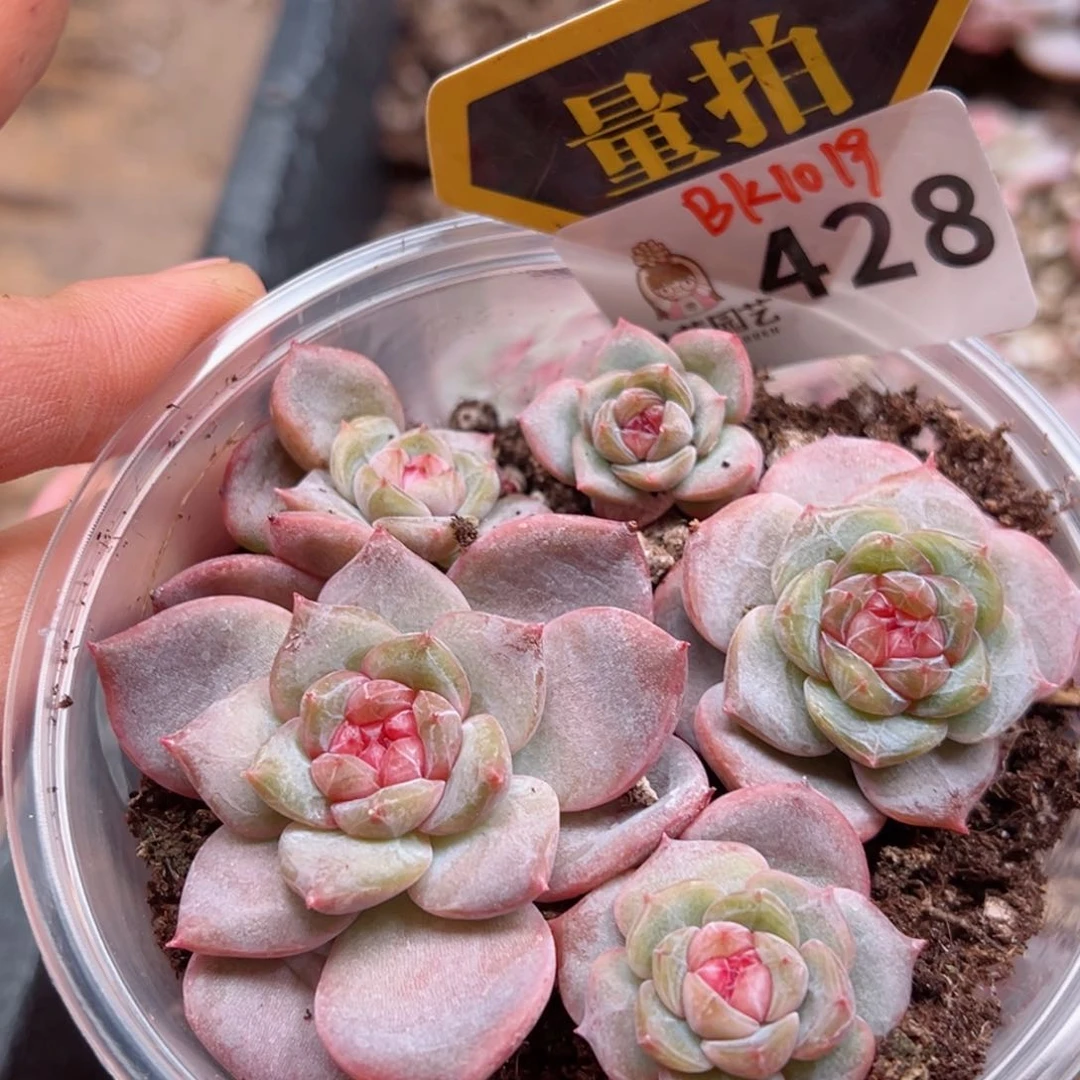 多肉植物多肉植物