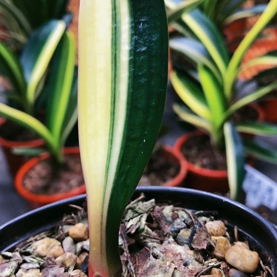 【闪购商品】完全开放马*洪