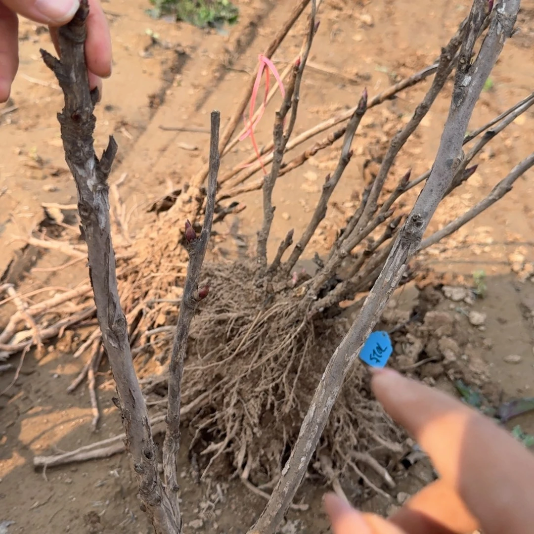 完全开放1111111111111111