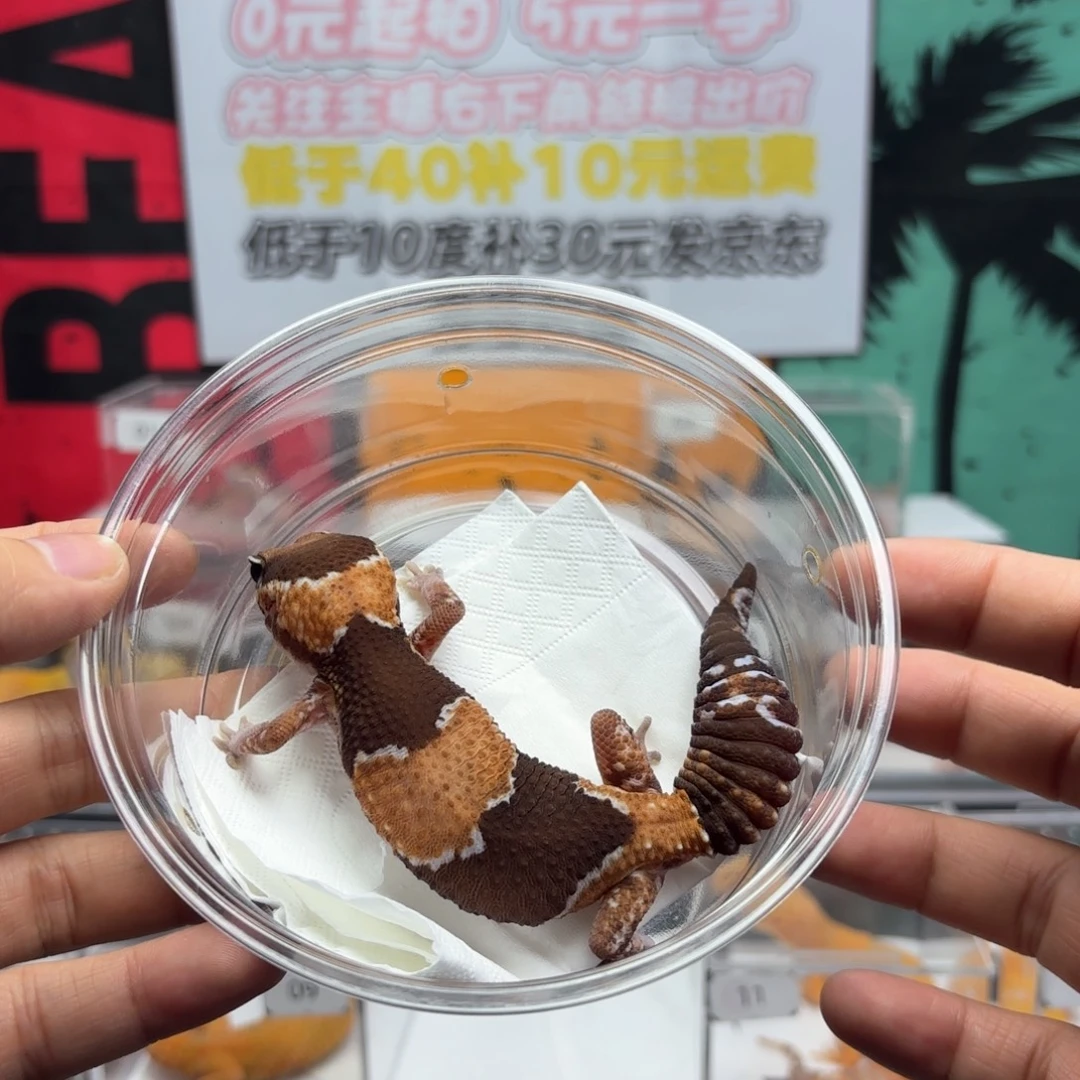 豹纹守宫原色亚成妹妹R031出生4.10