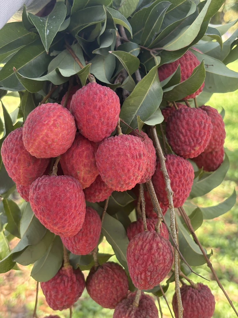 【果园最后300单】精品东莞仙进奉果香荔枝大果现摘现发当季水果顺