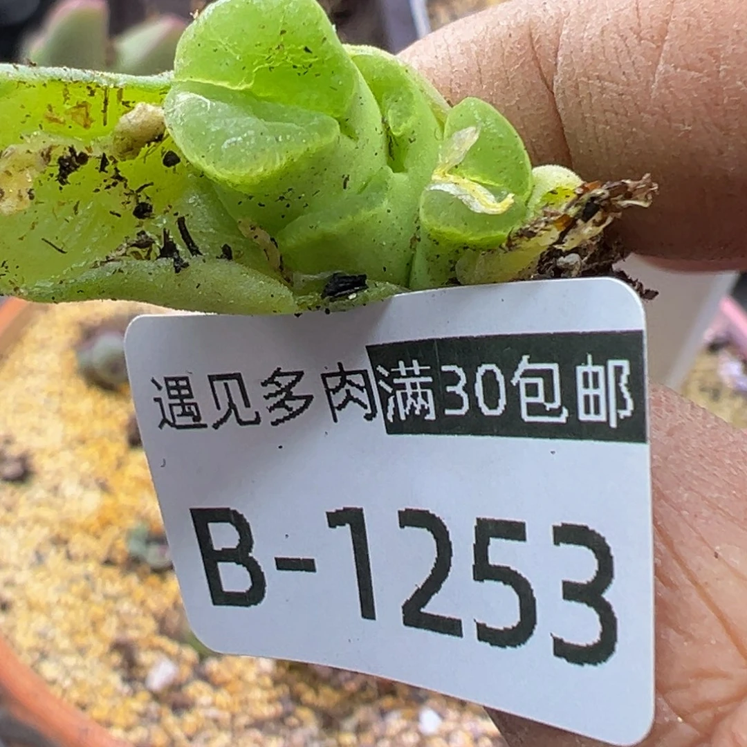 多肉植物1111111111111