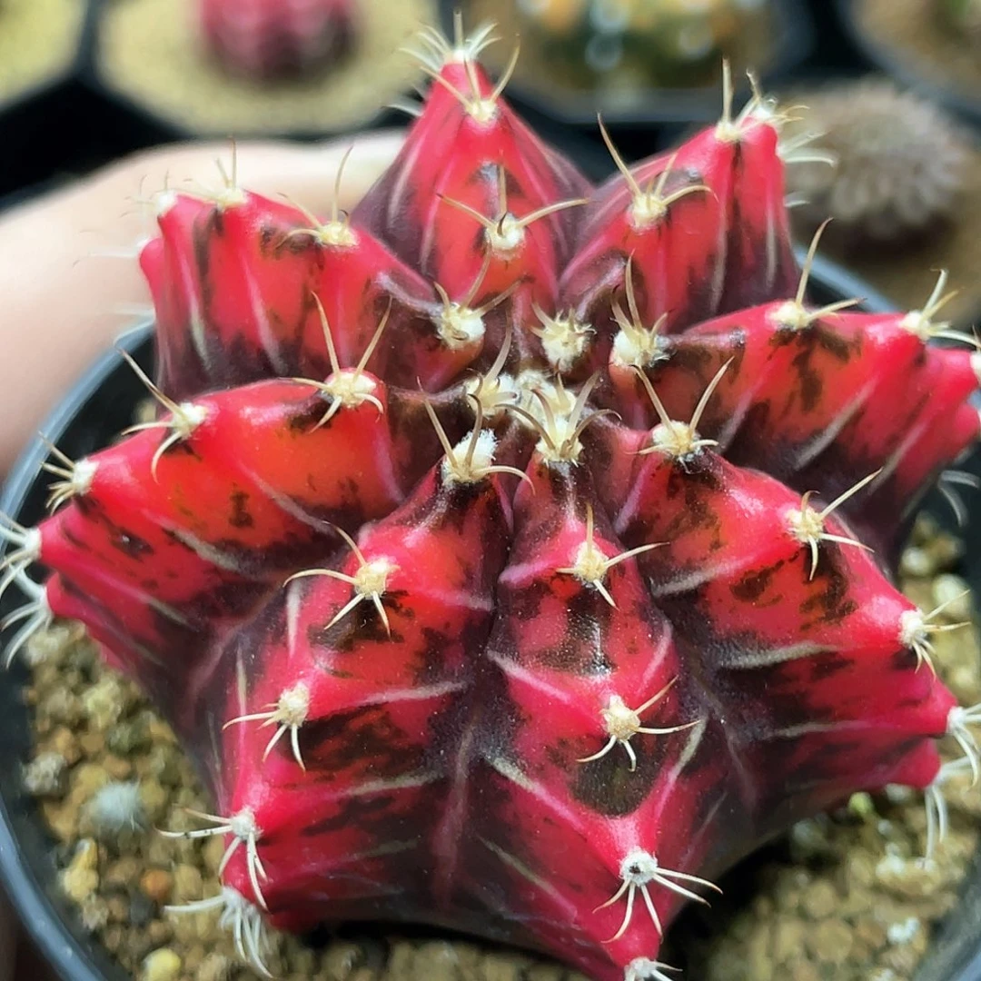 泰系实生根，规律黑红米哈锦