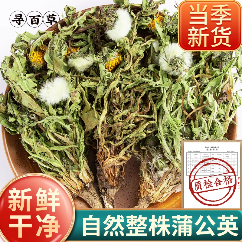 整株蒲公英新货婆婆丁蒲公英茶无硫自然晒干夏季网红口粮茶