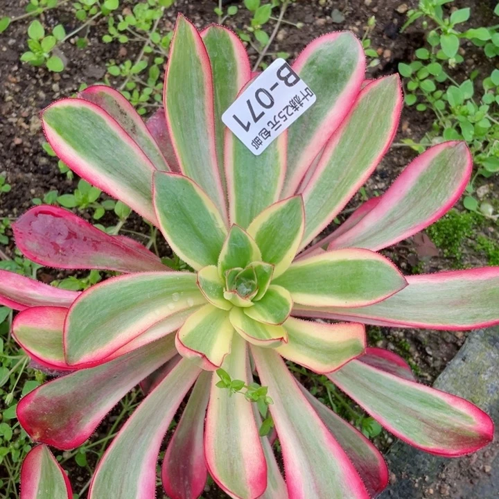 71红膜女多肉122345678