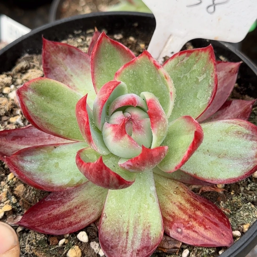 惊鸿一物一拍包装收缩花旱438