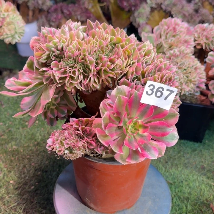 糖果女巫法师锦缀化367