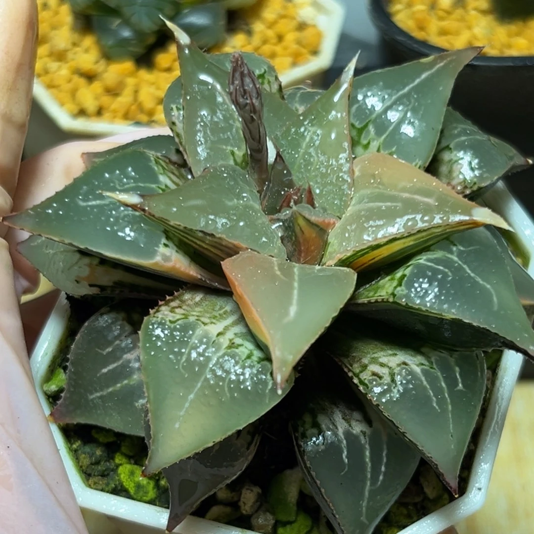 恭喜发财大吉大利0392