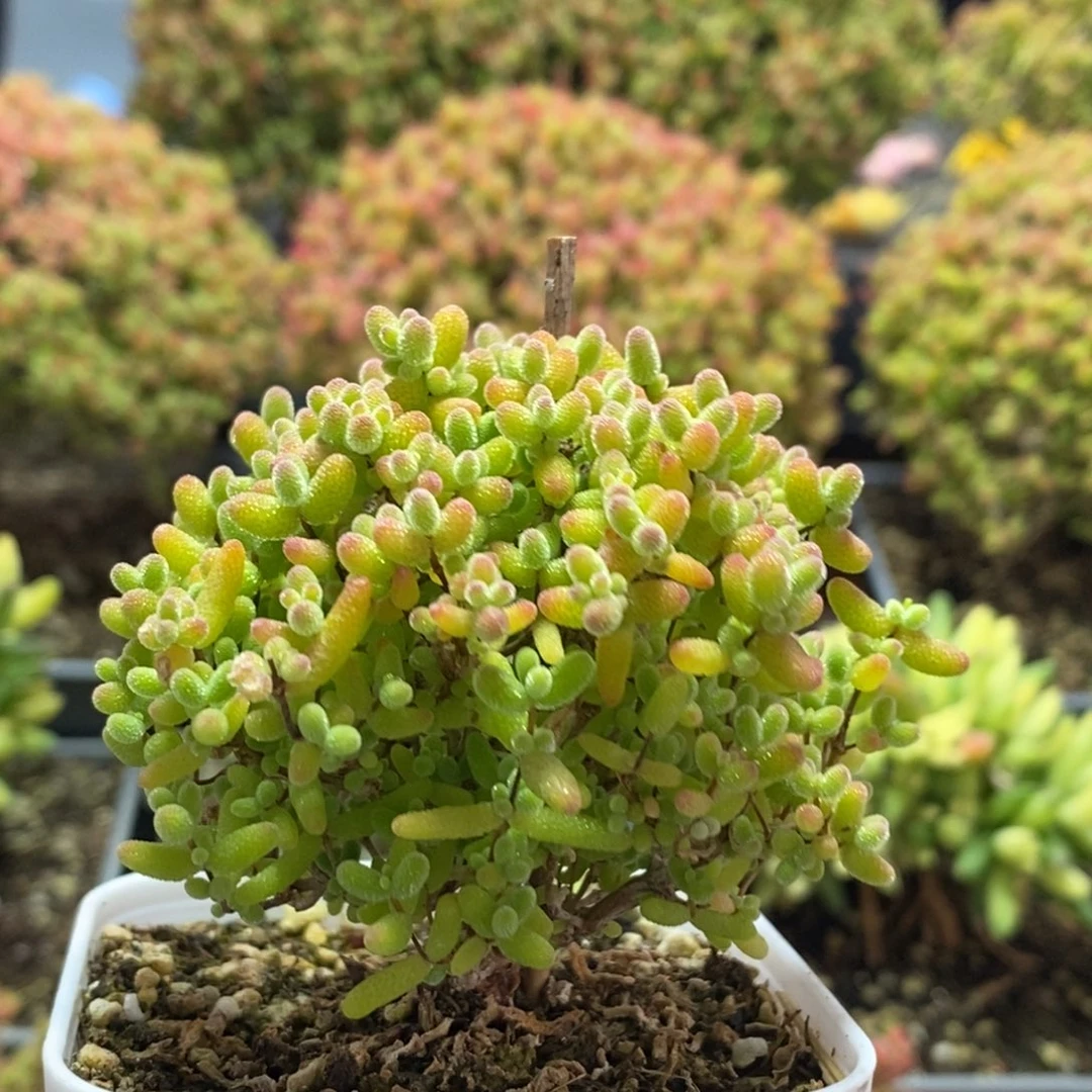蜜橘糖球3118枝干番杏