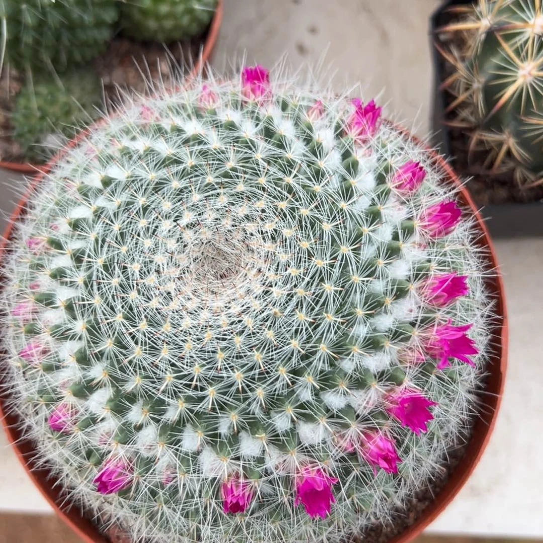 玉翁随机一颗。