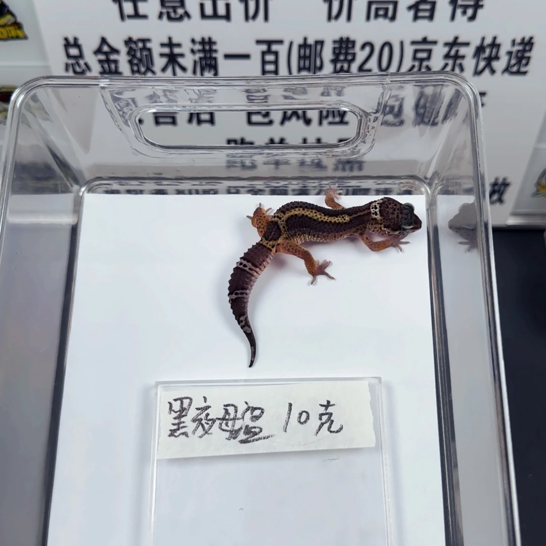 豹纹守宫黑夜妹妹