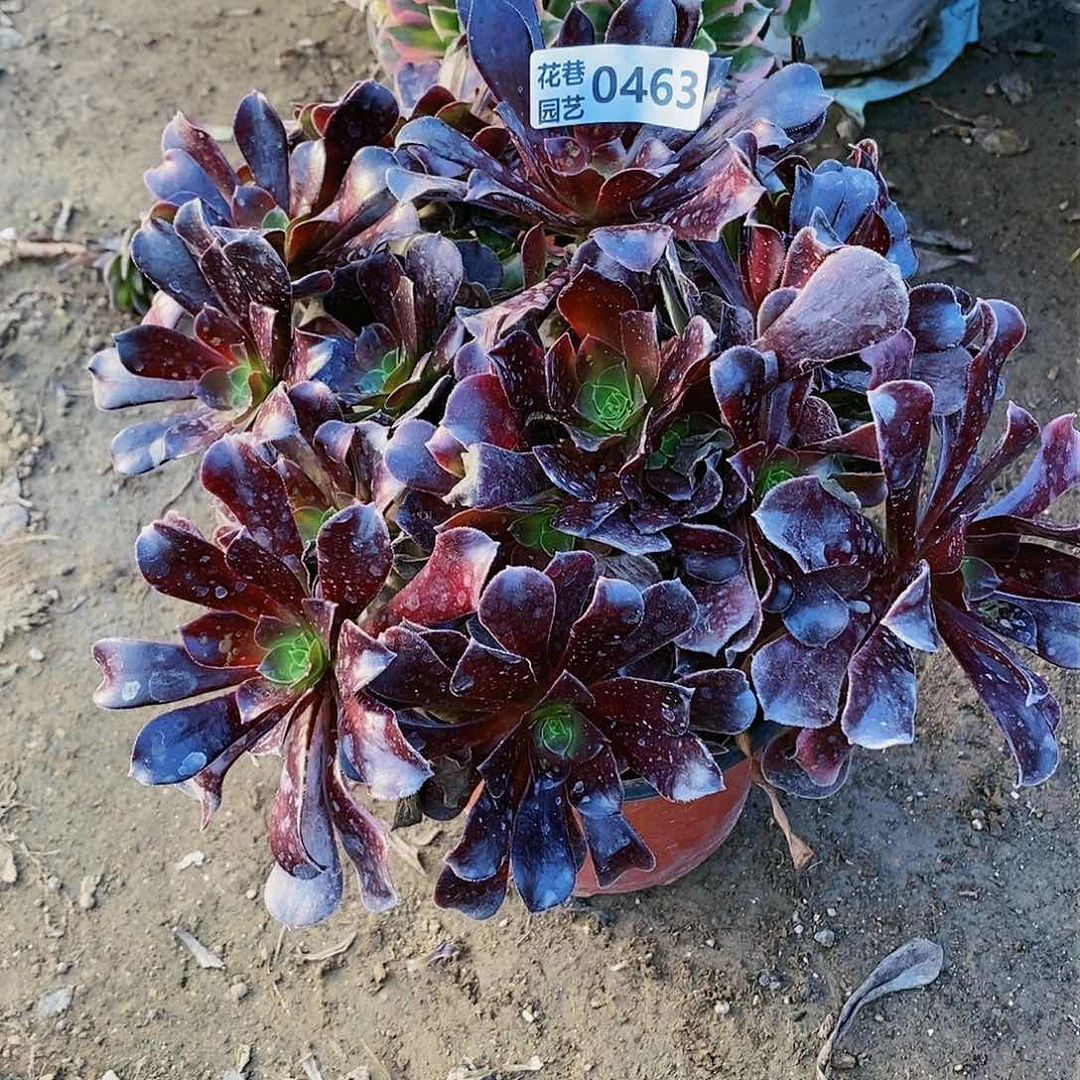 463 号20包邮不包断枝