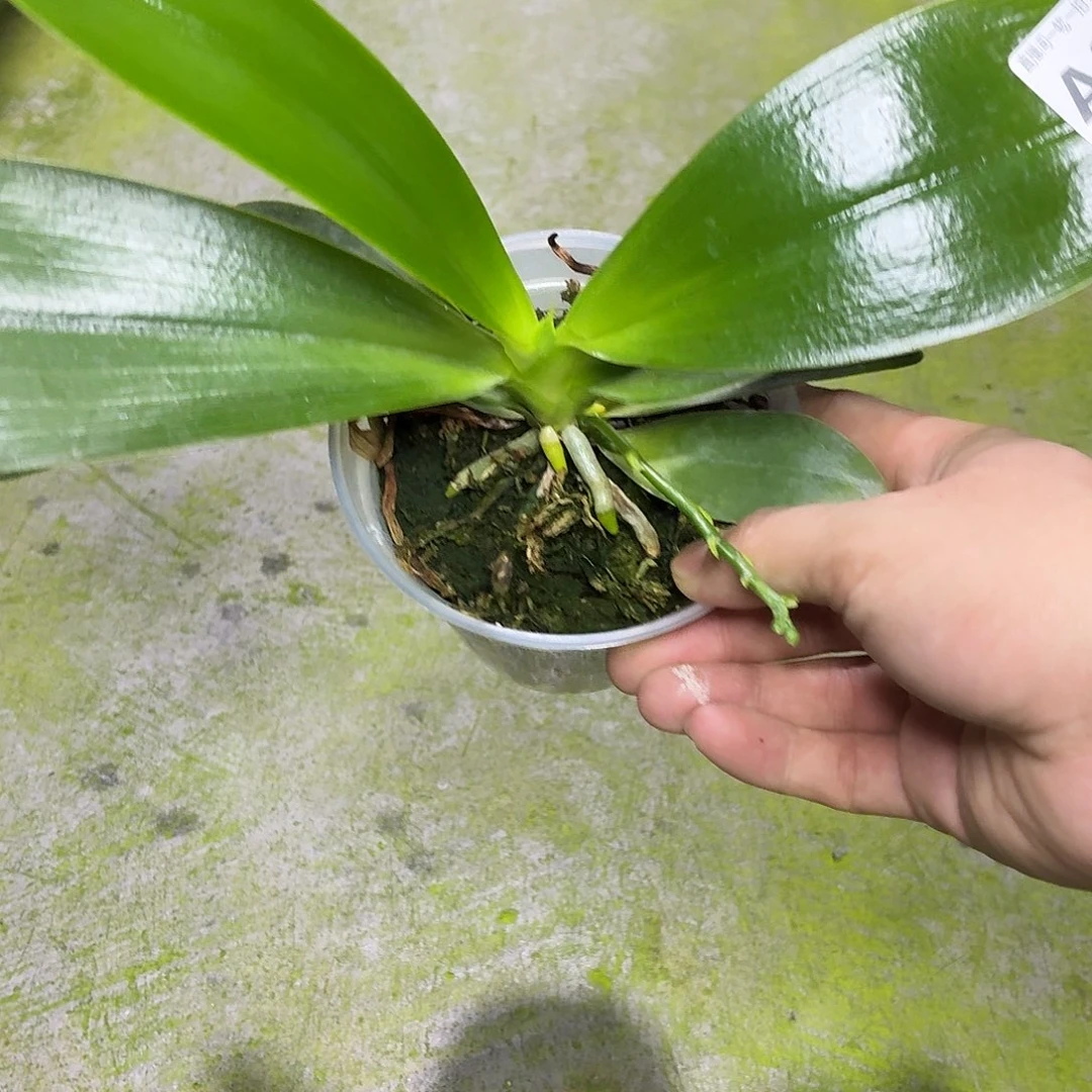 当前无花朵,栽培后可花朵A2334yss1162三花剑