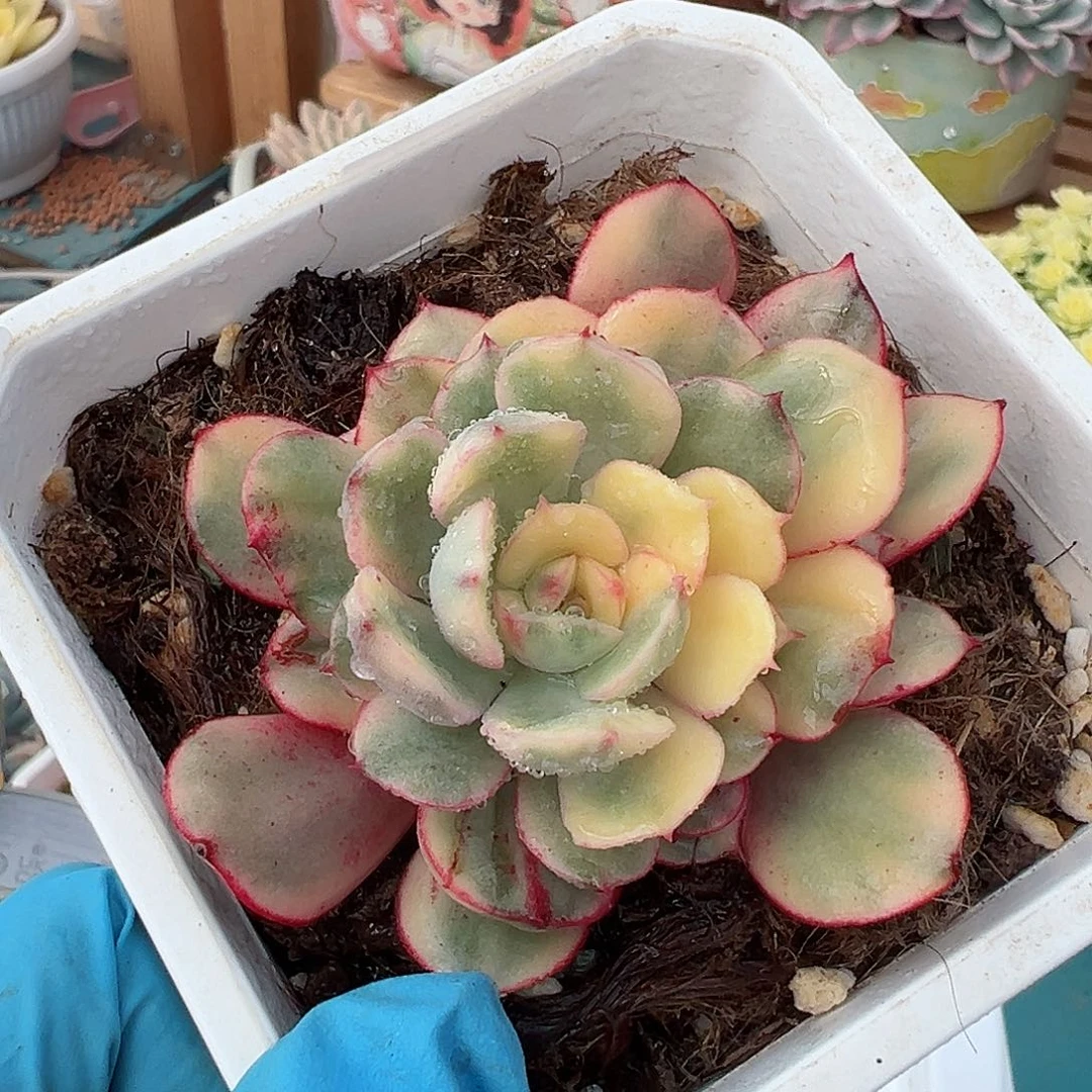 般若锦，多肉植物