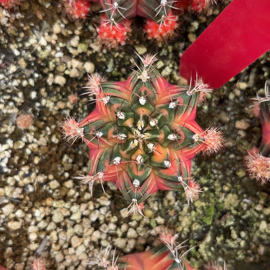 83-0831泰国发货 太阳后裔