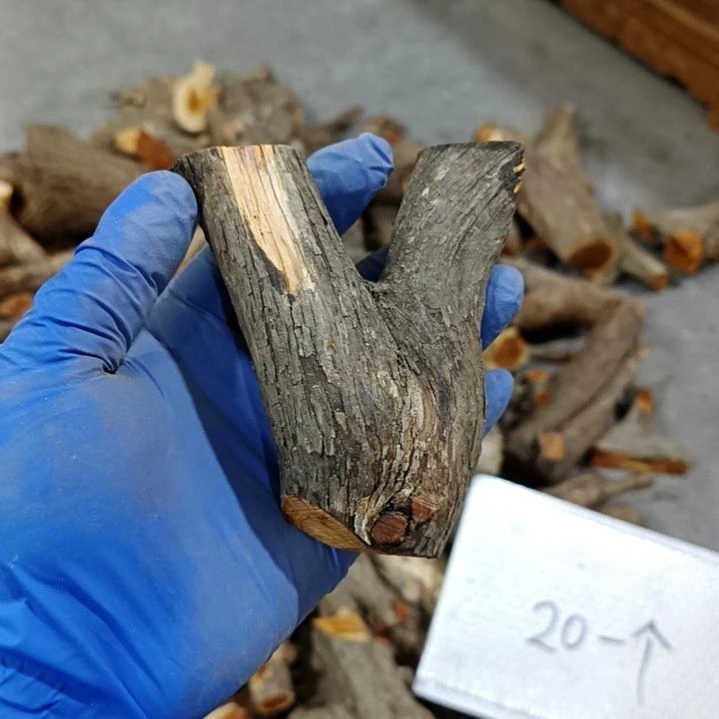 风***梦香榧木崖柏原叉崖柏原叉崖柏