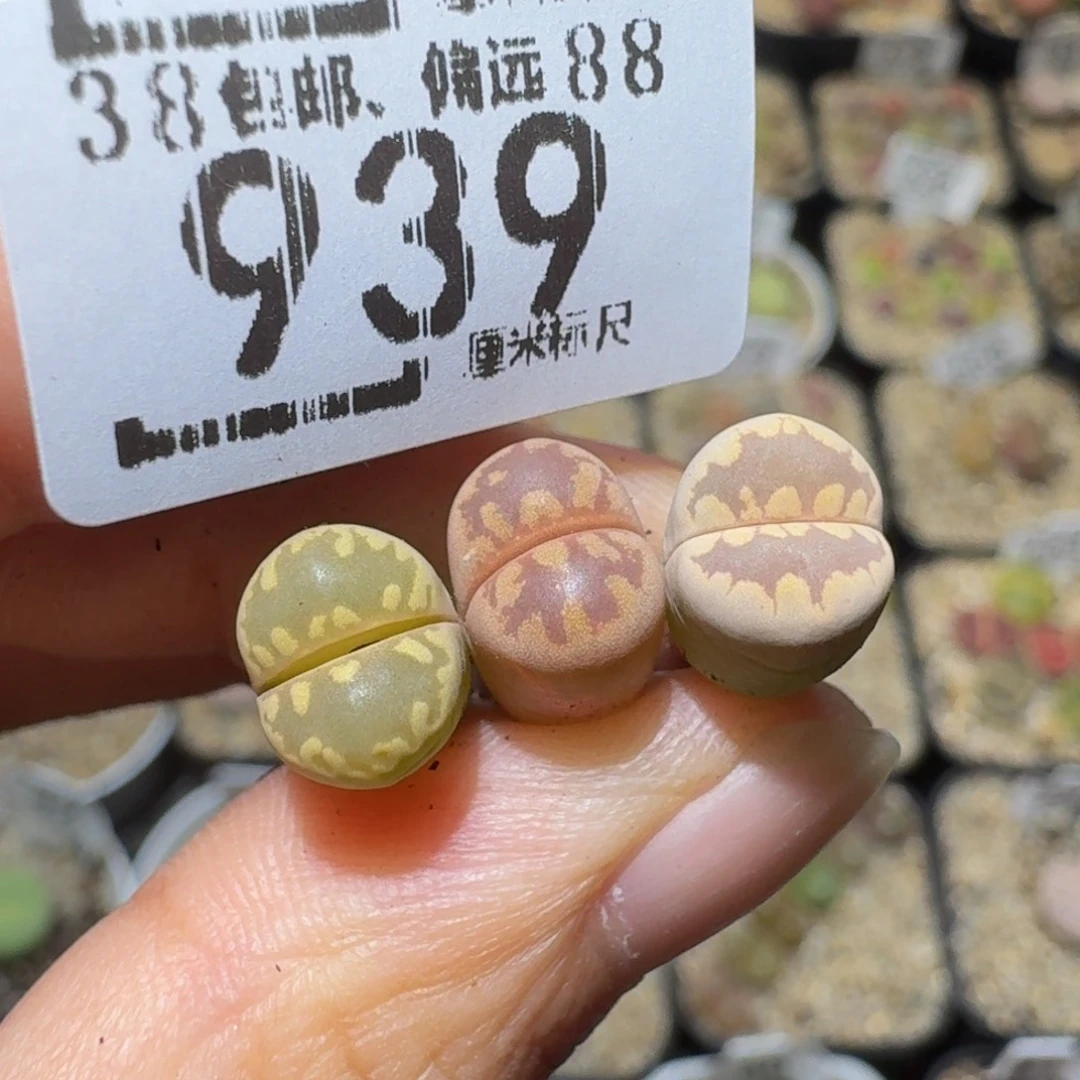 玥***~Ssss精品生石花939