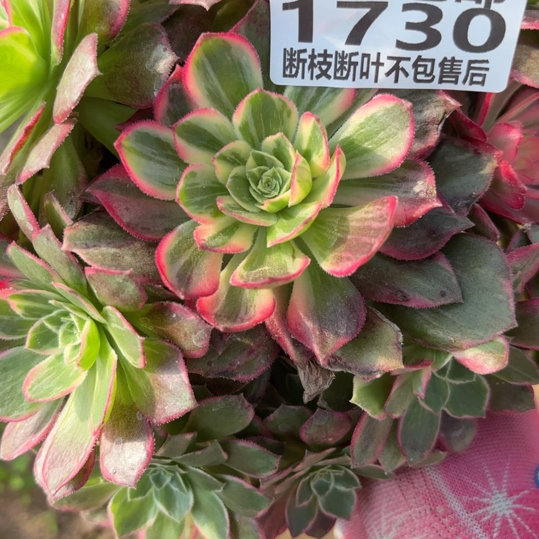 M. 1730万花筒多肉12233