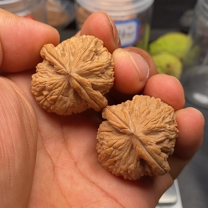 文玩核桃把件白狮