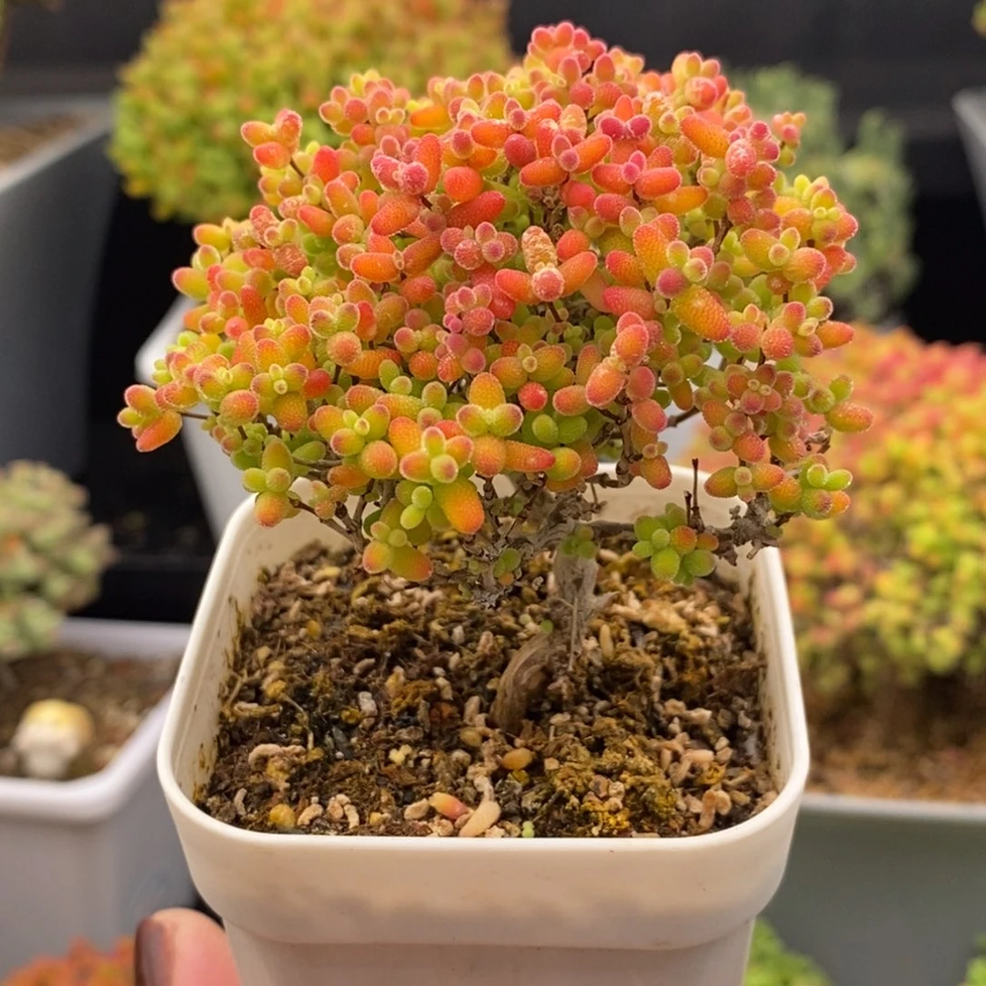 完全开放10号蜜橘糖球（6.5cm）