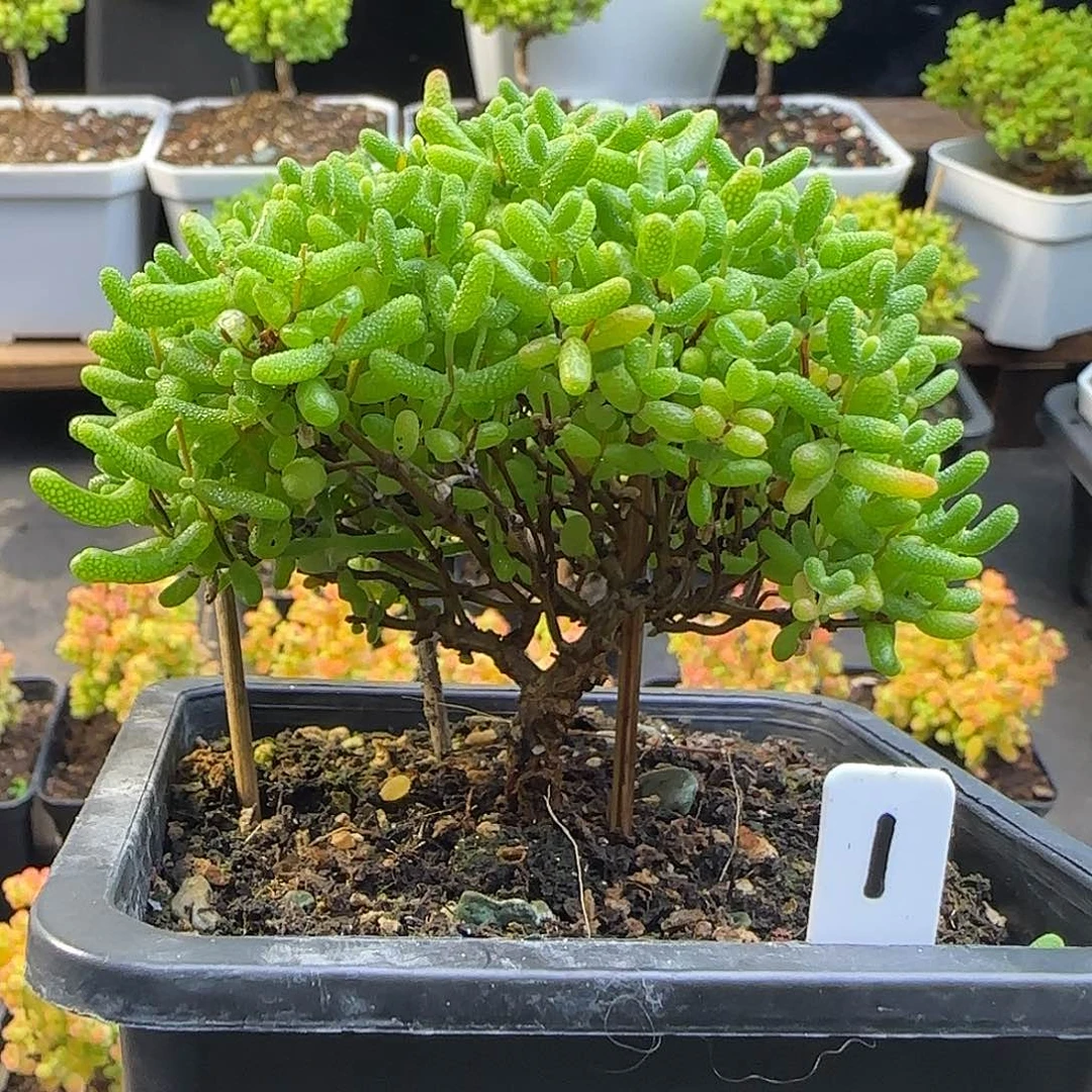 蜜橘糖球一物一拍