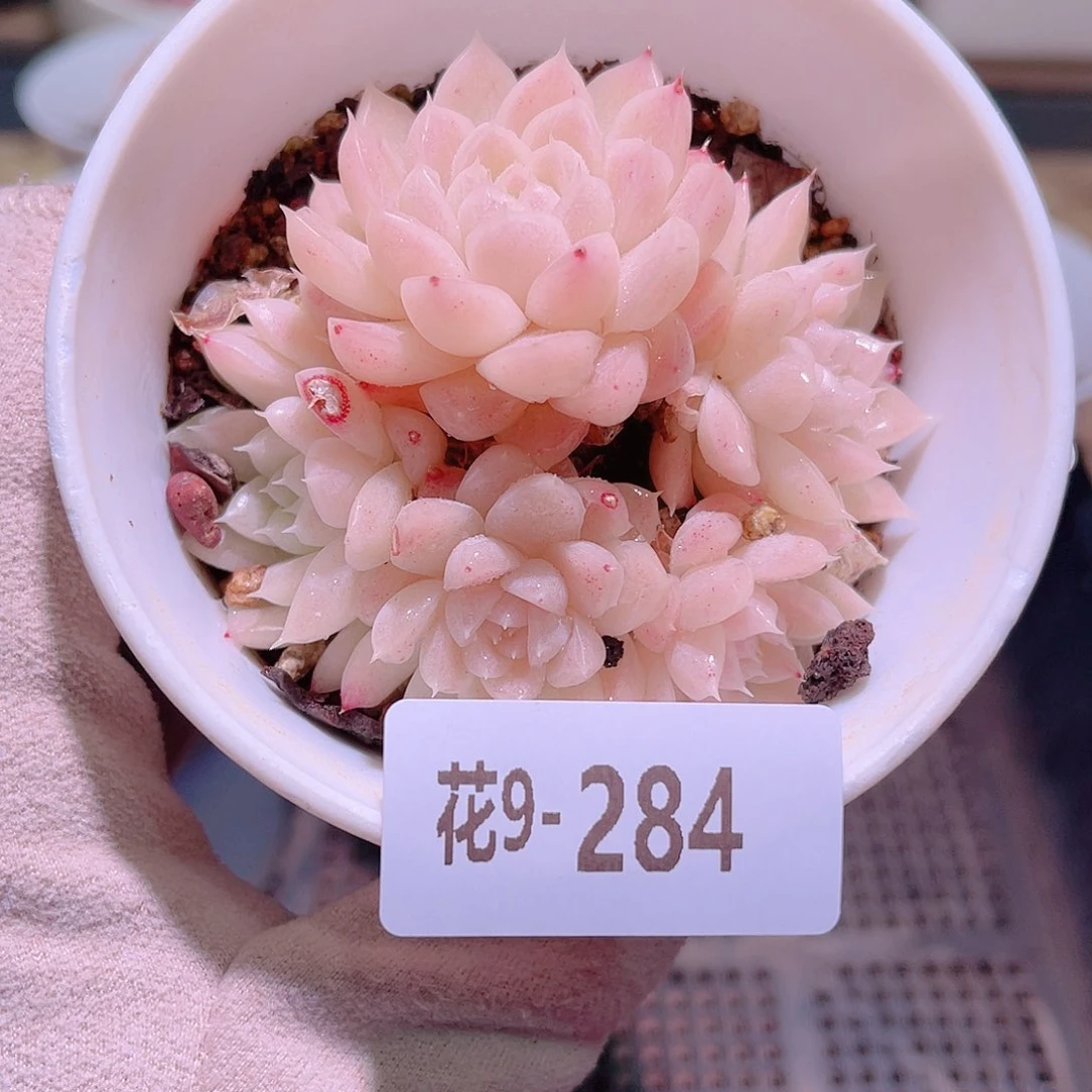 花利美9-284麦秆 微瑕