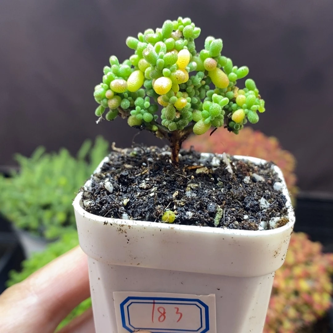 无花朵183号实生糖豆米枝干