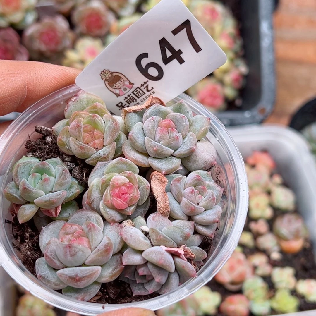 多肉植物多肉植物