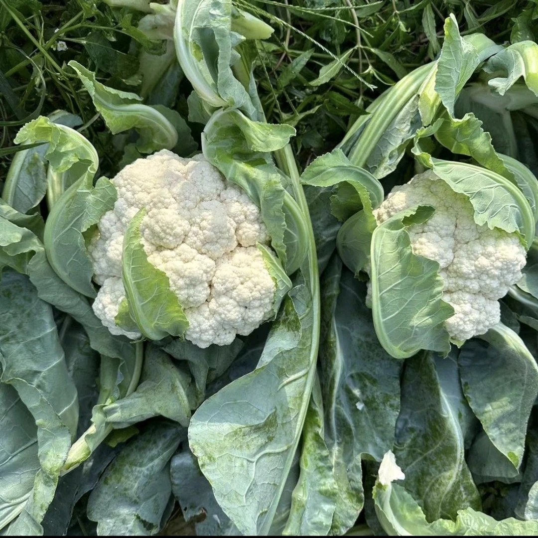 农家自种青梗散花菜新鲜采摘脆嫩甜口当天采摘当天发货