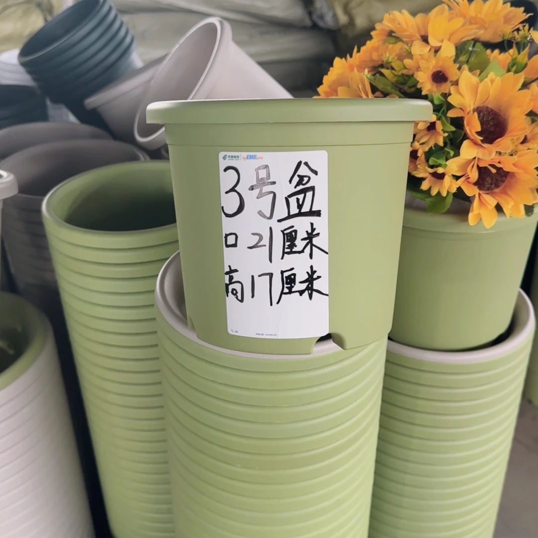 塑料四季3号果绿10个带拖