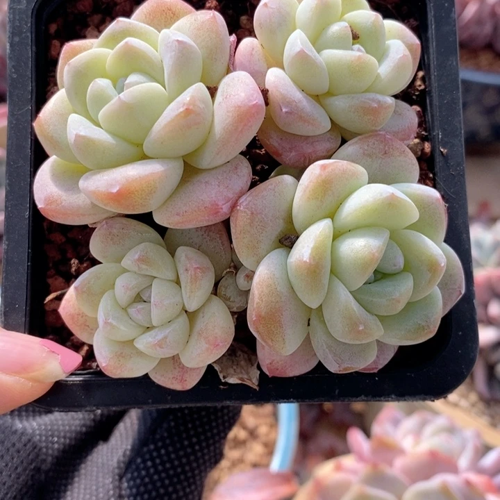 冰玉 韩货精品666