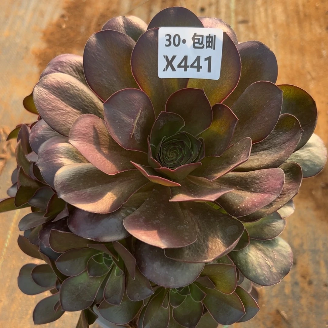 441 美姬，多肉法师