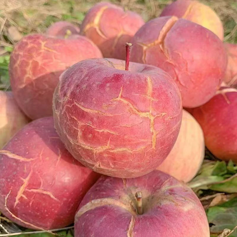 正宗河南红富士苹果脆甜多汁皮薄爽口新鲜应季水果