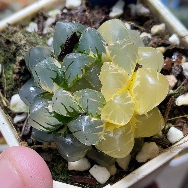 819水中虐錦特選福利