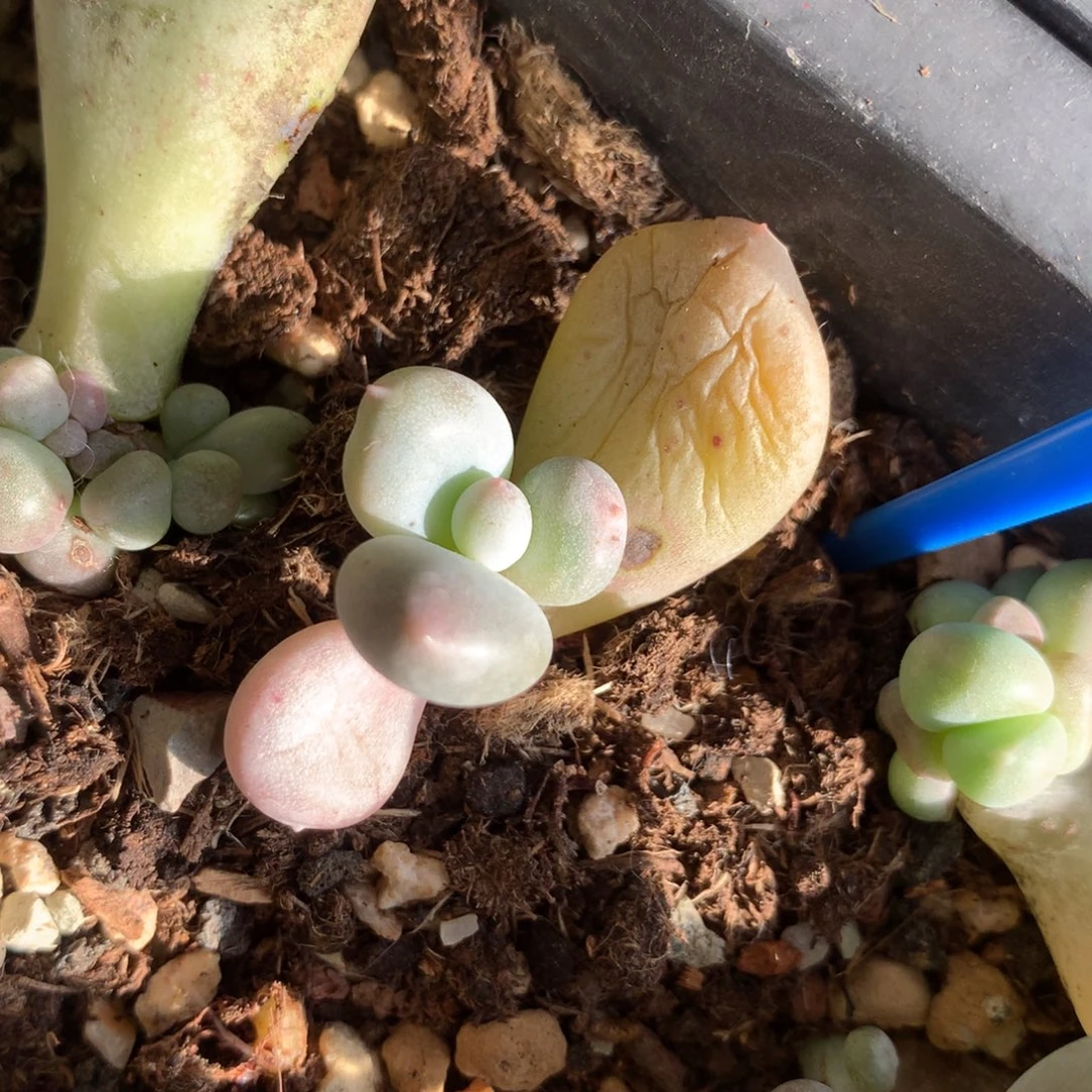 薄***荷小屁桃叶插苗多肉植物