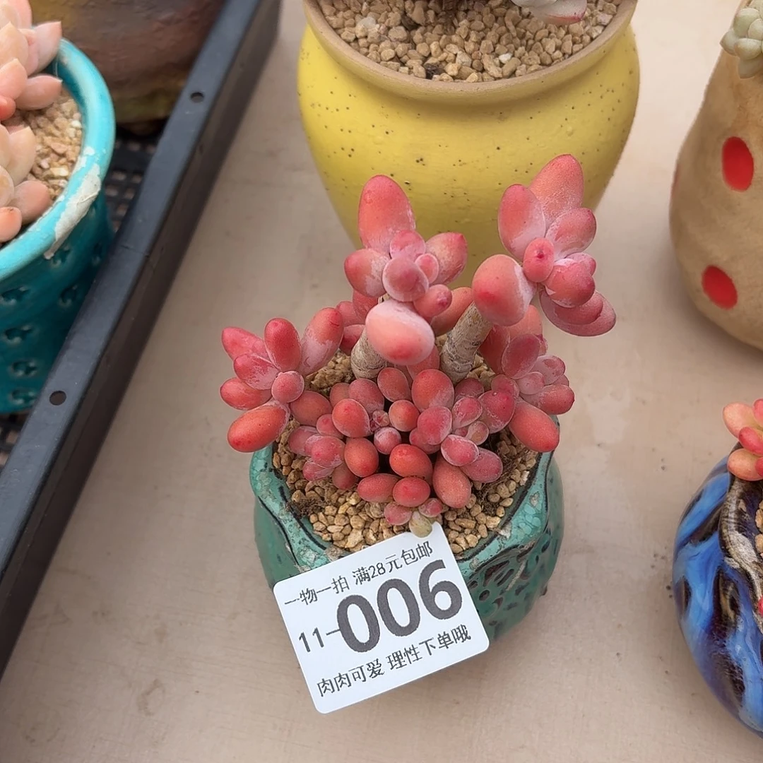 樱花奶多肉无盆土发货无盆