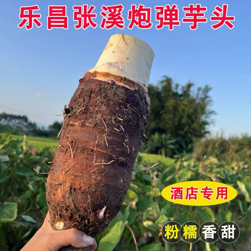 特大乐昌香芋正宗张溪香芋韶关乐昌特产炮弹芋头新鲜槟榔芋头粉香
