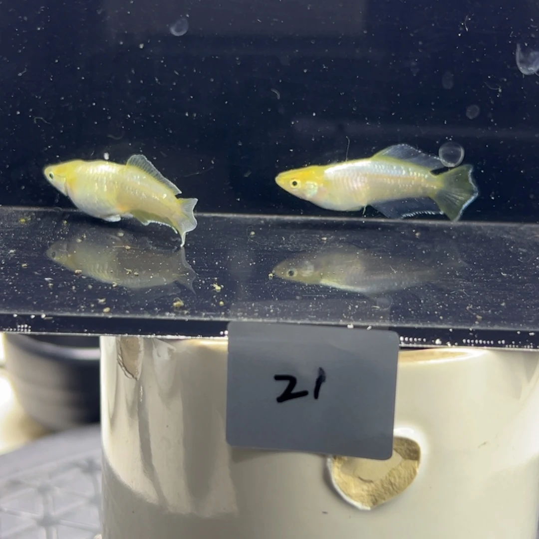 青鳉鱼21。