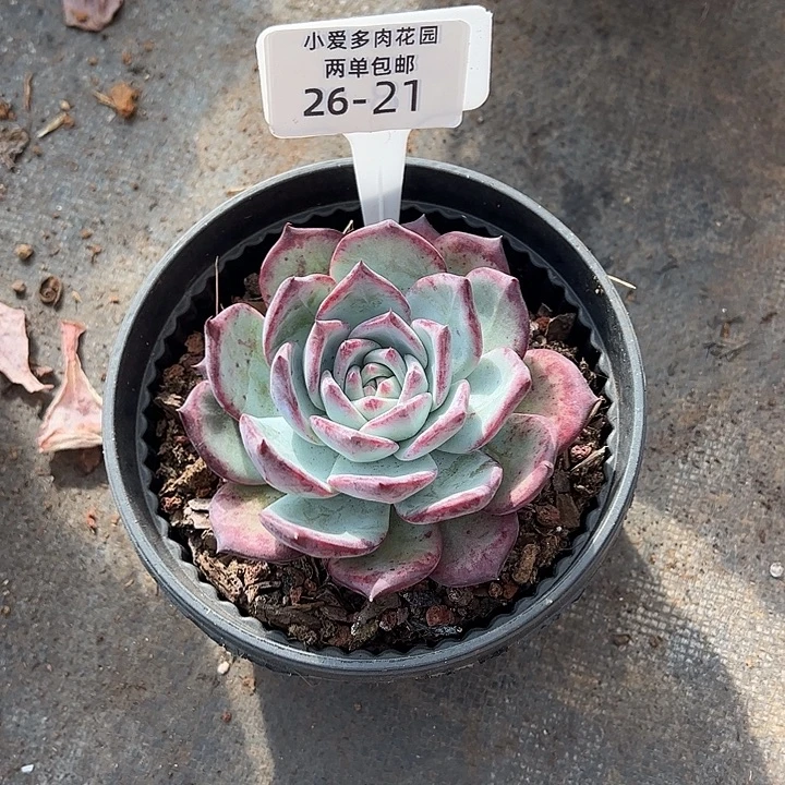 初***院多肉植物组合盆栽26-21