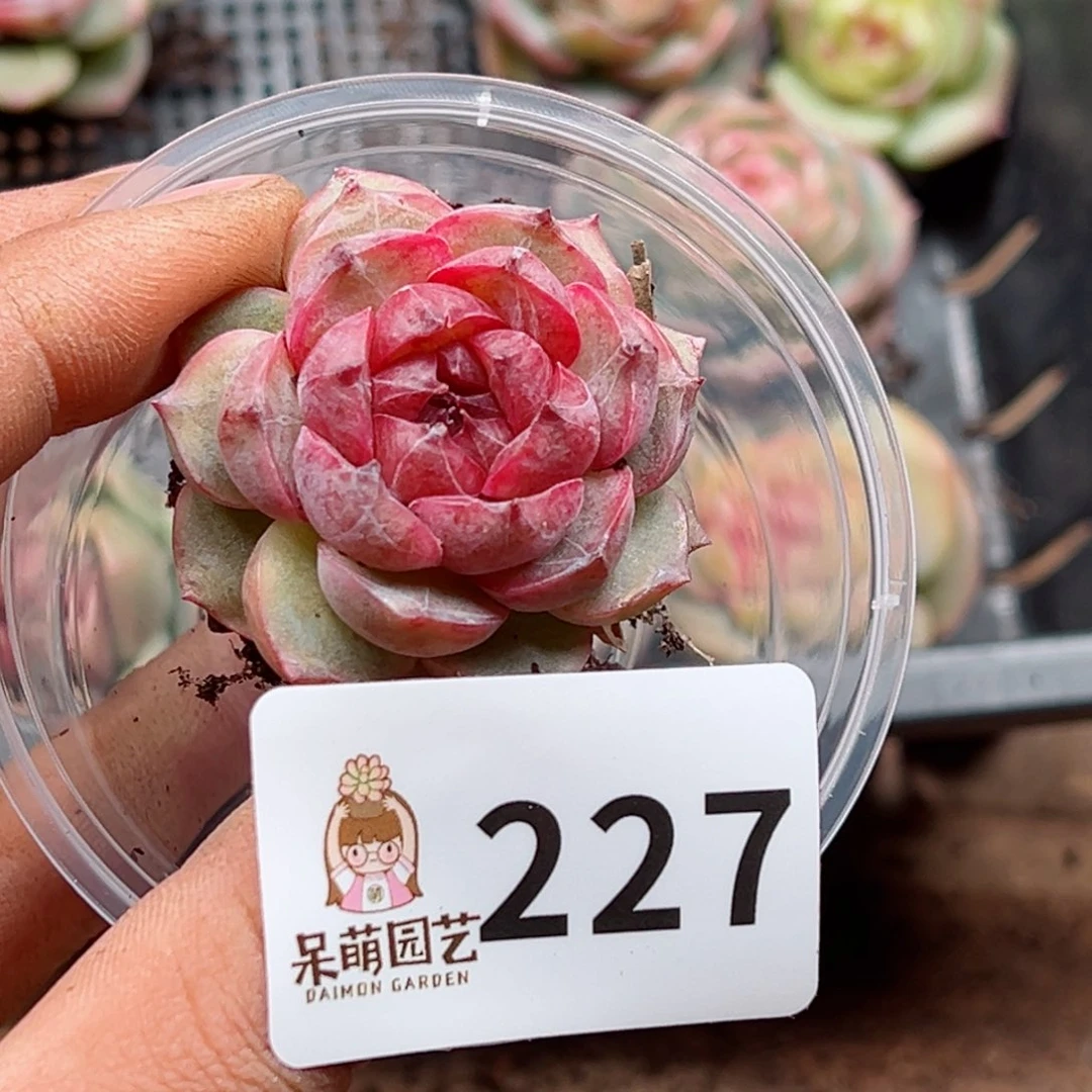 奶****葵多肉植物多肉植物