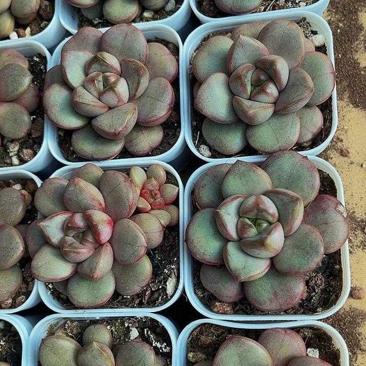 单头葡萄2.8带盆土发