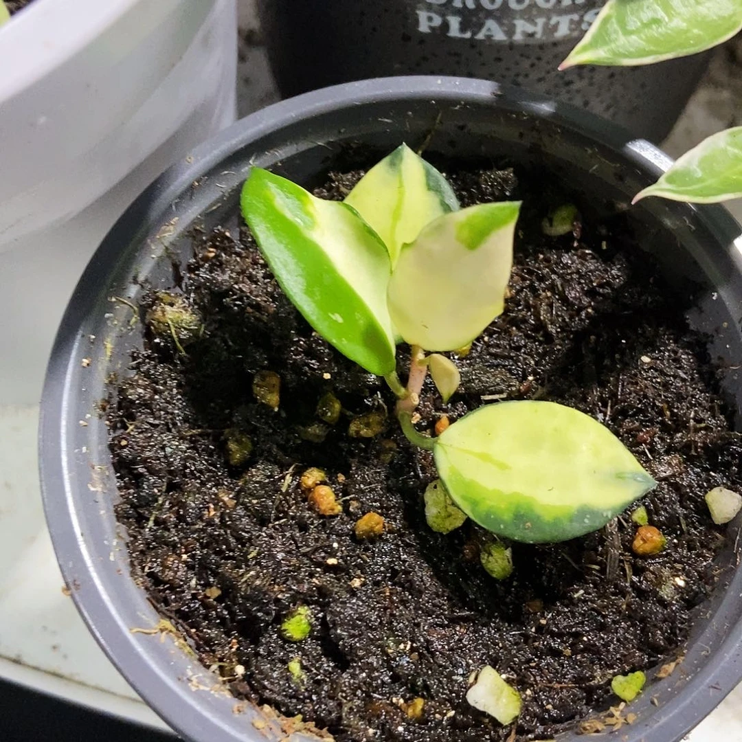 完全开放米娜拉球兰60