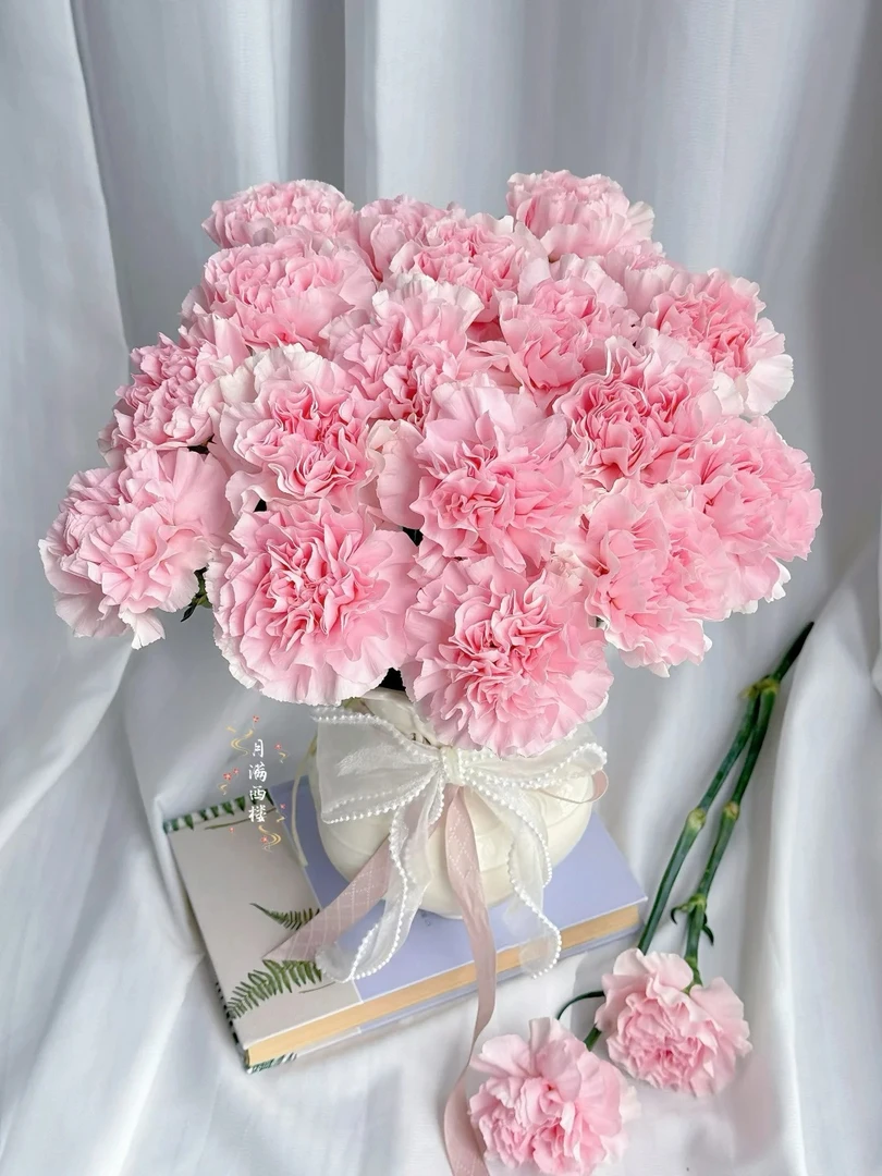 婵之语 粉佳人单头康乃馨