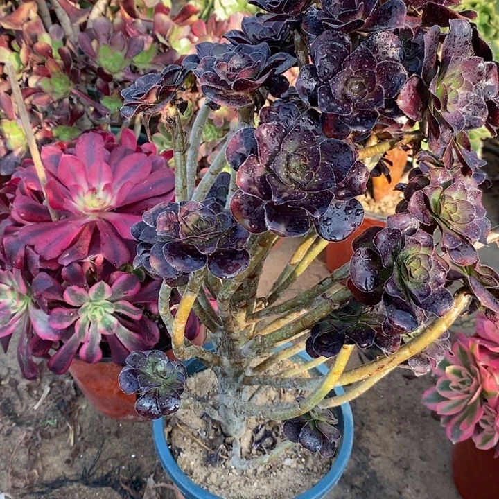 圆叶29多肉植物法师法师