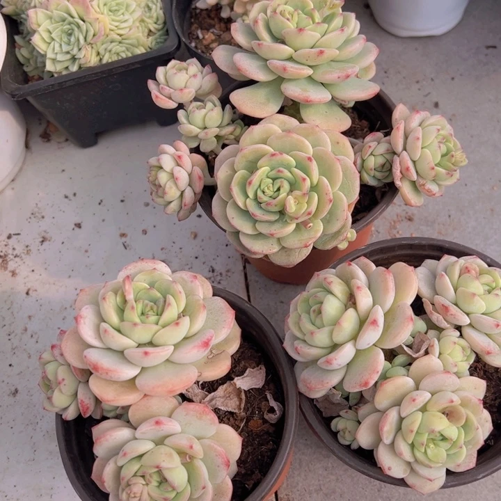 小****！健健康康平平安安