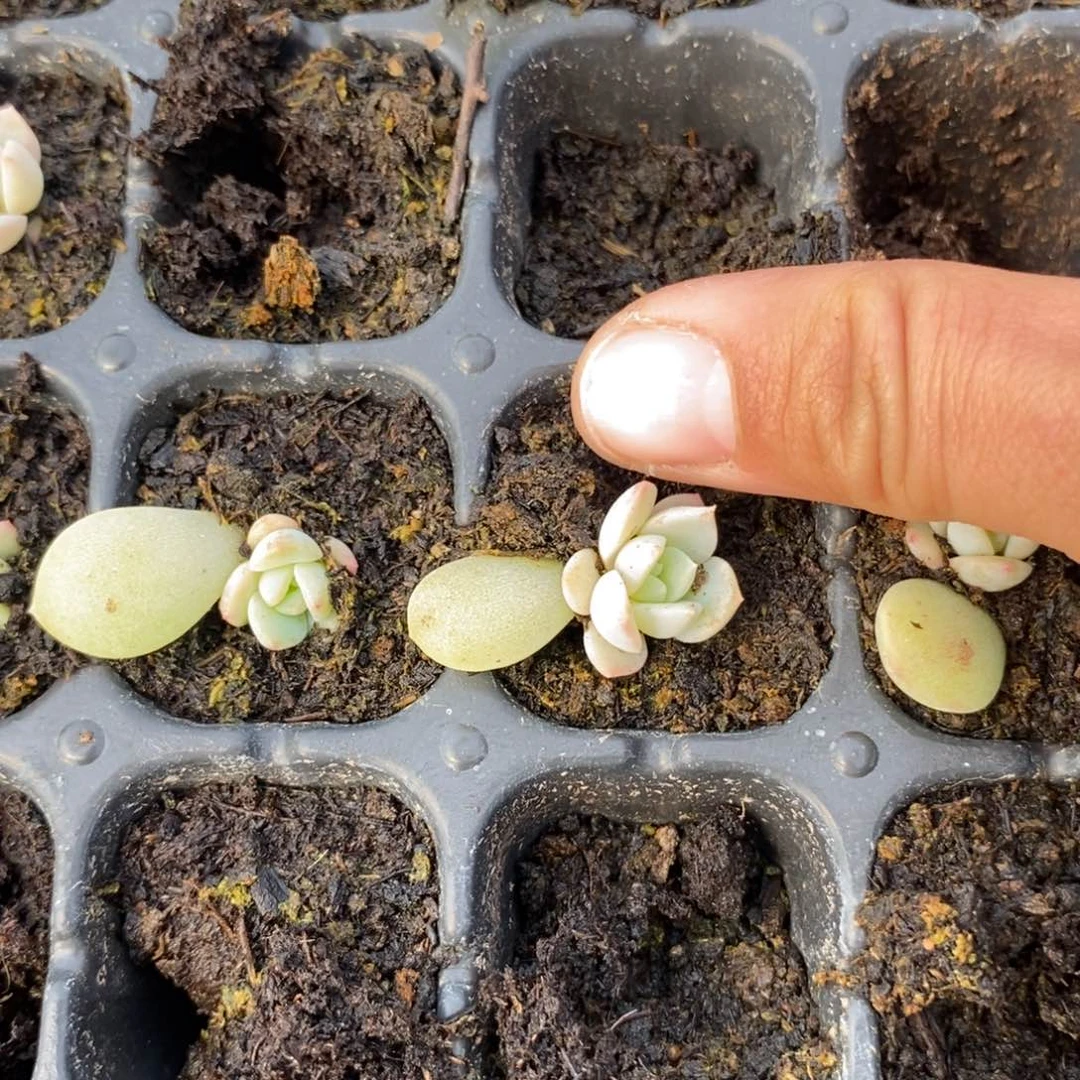 穴盘甘霖叶插小小苗一个多肉