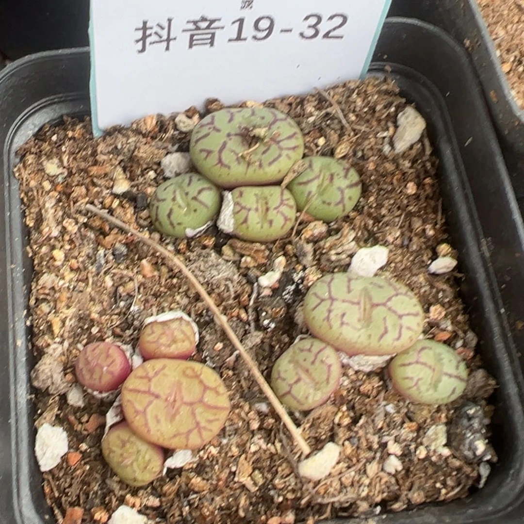 19-32肉锥多肉植物，